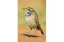 Western Cattle Egret by Miles Cluff