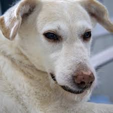 Ask The Vet How To Make A Dog Throw Up Dog Discoveries
