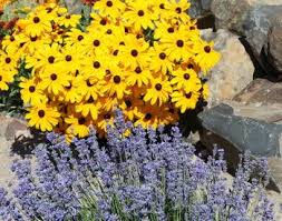 Central oregon's unique habitats and climate enable a great variety of native wildflowers both big and small to flourish here. Central Oregon Garden Publications Osu Extension Service