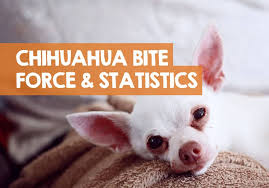 What is the bite force in pounds of a hyena? Chihuahua Bite Force Psi Pressure Statistics On Fatalities