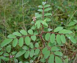 Image result for Indigofera erythrogramma