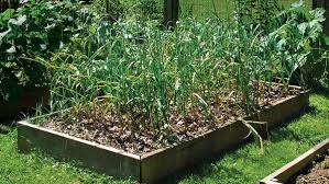 Break the cloves from a fresh garlic head. Grow Your Own Garlic Finegardening