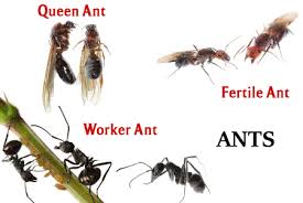We can check for bed bugs and give you a. Pest Control Bj S Consumer S Choice Pest Control