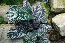 Image result for calathea