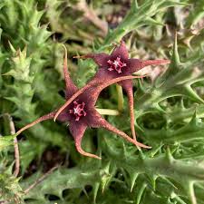Image result for Orbea caudata