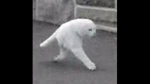 Pin On Cats
