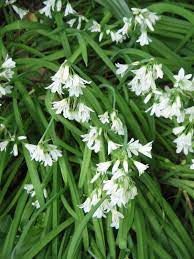 Allium White Flowers Bumble Bees Wild Onions Plants Perennial Herbs
