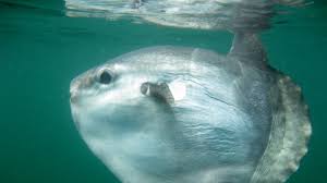 Female sunfish are larger than the males—all sunfish larger than 8 feet long are females. Sunfish The Wildlife Trusts