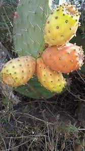 What is a prickly pear cactus? Sabra Prickly Pear Picture Of Moti Barness Private Guide To Israel Jerusalem Tripadvisor