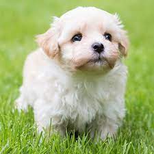 We did not find results for: Find Havanese Breeders Puppies For Sale In California