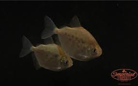 Misc Fish Imperial Tropicals Fish Fish Pet Pets