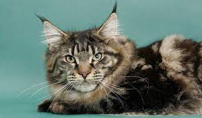 Maine Coon Cat Breed Information
