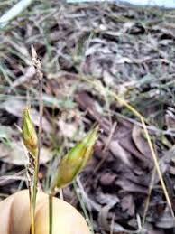 Image result for Abildgaardia ovata