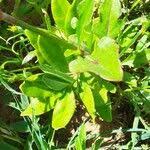 Image result for Oxygonum