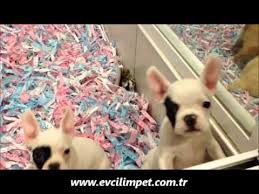 Yavru Kopek Fiyatlari Yavru Pug Mops Yavru Shih Tzu Yavru French Bulldog Vb Youtube