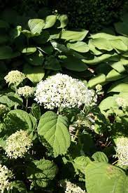 Try This Simple Hydrangea Trick If Your Plants Never Quite Look As Beautiful As You D Like Them To Planting Hydrangeas Hydrangea Care Beautiful Flowers Garden