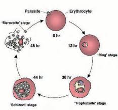 The last stage of their development takes place in the body after the female mosquitoes bite an infected person. Ion Channels In The Malaria Infected Red Blood Cell The Physiological Society