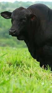 Black And White Cow Breeds Australia Pin By Jim Durham On Australian 2 Cattle Breeds Cattle Animals Beef Cattle