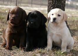 Our akc golden retriever puppies have excellent champion bloodlines! Seven Oaks Kennel