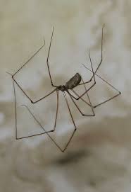 If you own patio furniture in sacramento, you know how annoying those little pests can be. How To Get Rid Of Bugs On Patio Furniture Naturally Bugwiz