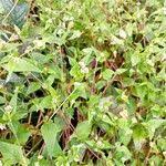 Image result for Persicaria nepalensis