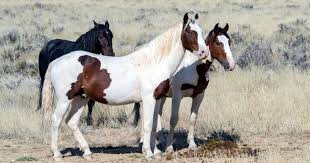 2018 silver dapple gypsy horse mare. 6 Types Of Mustang Horses Their History Horsey Hooves