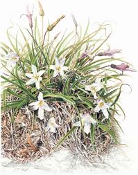 Image result for Xerophyta scabrida