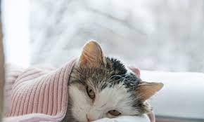 7 kesalahan merawat kucing yang harus dirubah di 2021. 8 Tanda Kucing Sakit Demam Yang Kita Kena Alert Mungkinkah Ia Akan Meninggalkan Kita
