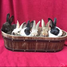 If the dog is completely ignoring the bunnies when they chickens and roosters are not recommended to live with rabbits. Friends Of Rabbits Home Facebook