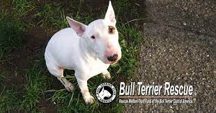 Bull Terrier Rescue It S A Bully Thing Supports Bull Terriers Bull Terrier Bull Terrier Rescue Terrier