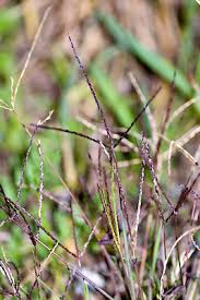 Image result for Digitaria ternata