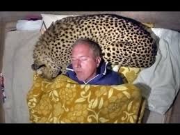 I think, the most beautiful continent is africa. Man Uses A Live African Cheetah As A Pillow Measures Big Cats Heart Rate With His Head Youtube