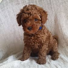 Mini goldendoodles are a friendly, cheerful, and intelligent dog breed with hypoallergenic properties that also make a good fit for. Mini Goldendoodle Puppies Home Facebook