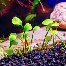 Image result for Marsilea subterranea