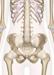 The lack of a supporting rib cage in the lower back also increases the amount of force acting upon the lumbar vertebrae. Bones Of The Pelvis And Lower Back