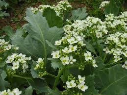 Image result for Crambe kilimandscharica