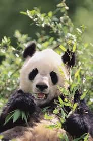 Giant Panda Photographic Print Dlillc Allposters Com Panda Giant Panda Panda Tattoo