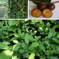 5 005 tykkäystä · 4 oli täällä. Jual Bibit Tanaman Buah Rukem Buah Langka Shopee Indonesia