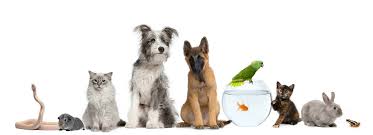 Learn how to care for your small pet and to be a responsible pet owner. Top Rated Local Veterinarians All Pets Animal Hospital 24 Hour Emergency Care