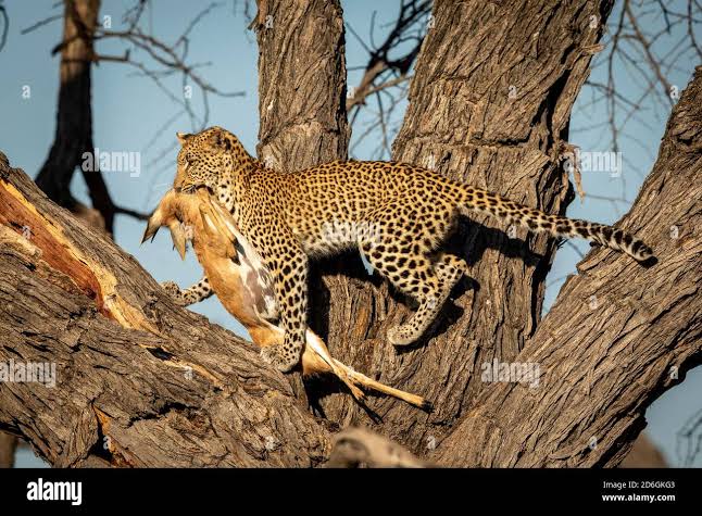 Antelope hunting leopard hi-res stock photography and images - Alamy