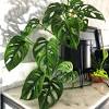 It has gloriously wrinkled shimmering leaves that are textured and firm. 1