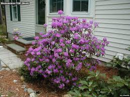 Pjm Rhododendron Google Search Front Yard Plants Rhododendron Privacy Landscaping