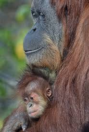 Not By The Hair Of My Chinny Chin Chin Gif The Hair Under My Chinny Chin Chin With Images Orangutan Baby Orangutan Animals Beautiful