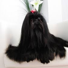 Shih Tzu Black Female Maltese Shih Tzu Shih Tzu Shih Tzu Puppy