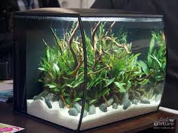Fluval Flex Nanoaquarium Setzt Neue Massstabe Nano Aquarium Aquarium Fish Fish Tank Plants