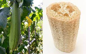 How To Grow Your Own Loofah Sponge Loofah Sponge Organic Vegetable Garden Growing Vegetables