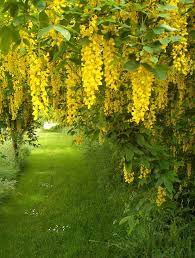 Laburnum Forest Flowers Beautiful Gardens Outdoor Flowers