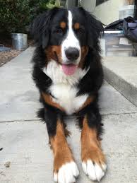 Bella 1 1 2 Yr Old Bernese Mountain Dog Tap The Pin For