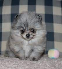 Get a boxer, husky, german tiny golden pomeranian teacup teddy bear face puppies, vet certified, doggy papers , shots, dewormed, revolution, health, , looking for their forever. Blue Merle Pomeranian For Sale Near Me Online