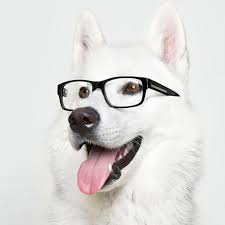 We did not find results for: Free Download Cute Dog Ipad Wallpaper Background Ipad Retina Hd Wallpapers 640x640 For Your Desktop Mobile Tablet Explore 48 Cute Wallpaper For Ipad Cute Wallpaper For Computer Very Cute